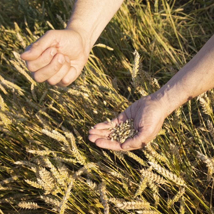 Vue d’une récolte de céréales en cours en Bretagne, illustrant le service de commercialisation des productions agricoles proposé aux exploitants locaux.