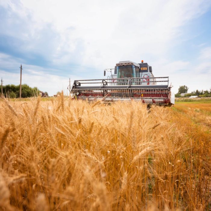 Harvester machine to harvest wheat field working. Combine harvester agriculture machine harvesting golden ripe wheat field. Agriculture. High quality photo