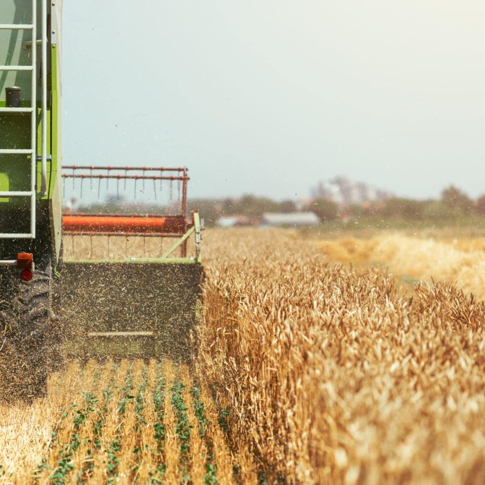 Combine harvester machine harvesting ripe wheat crops in cultivated agricultural field, selective focus