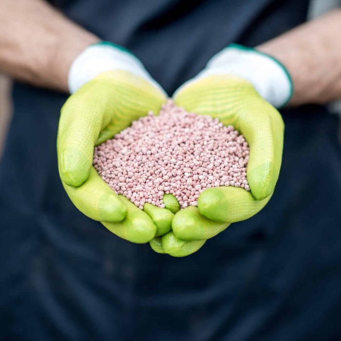 Farmer's hands in the green working gloves holding mineral fertilizers, close-up view